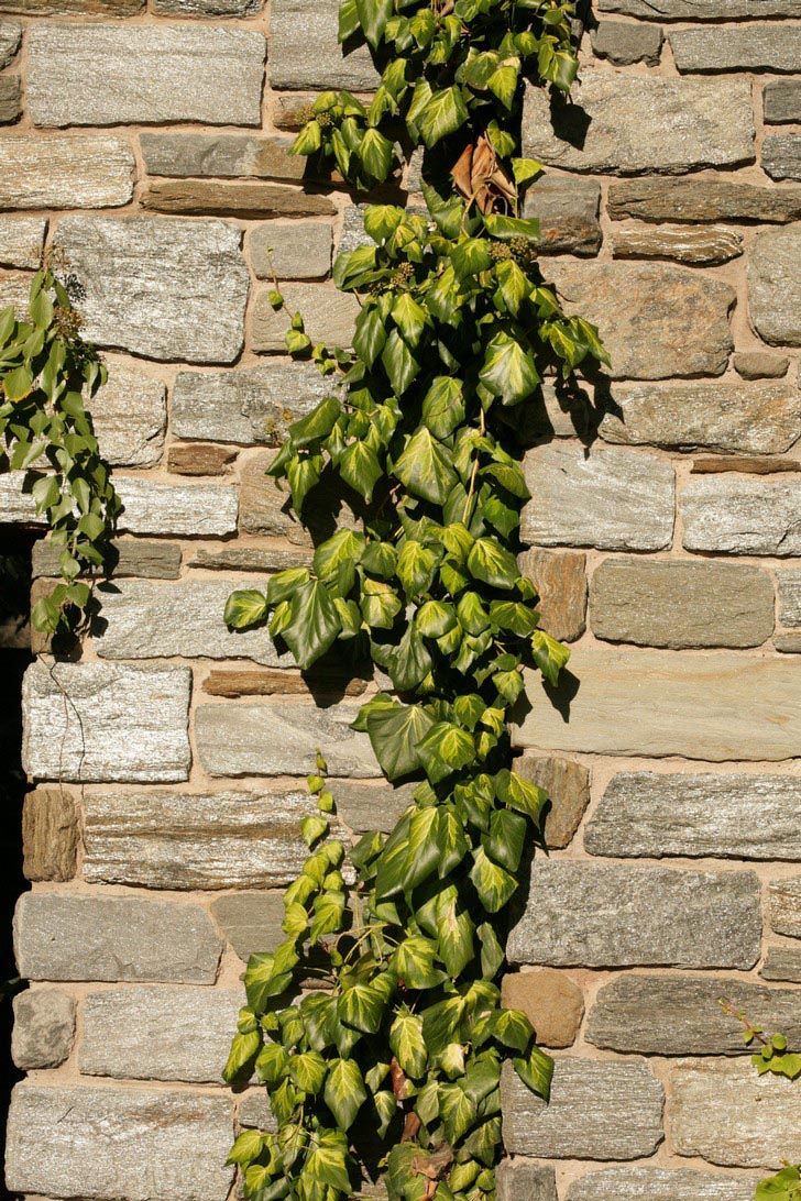 Hedera colchica 'Sulphur Heart'