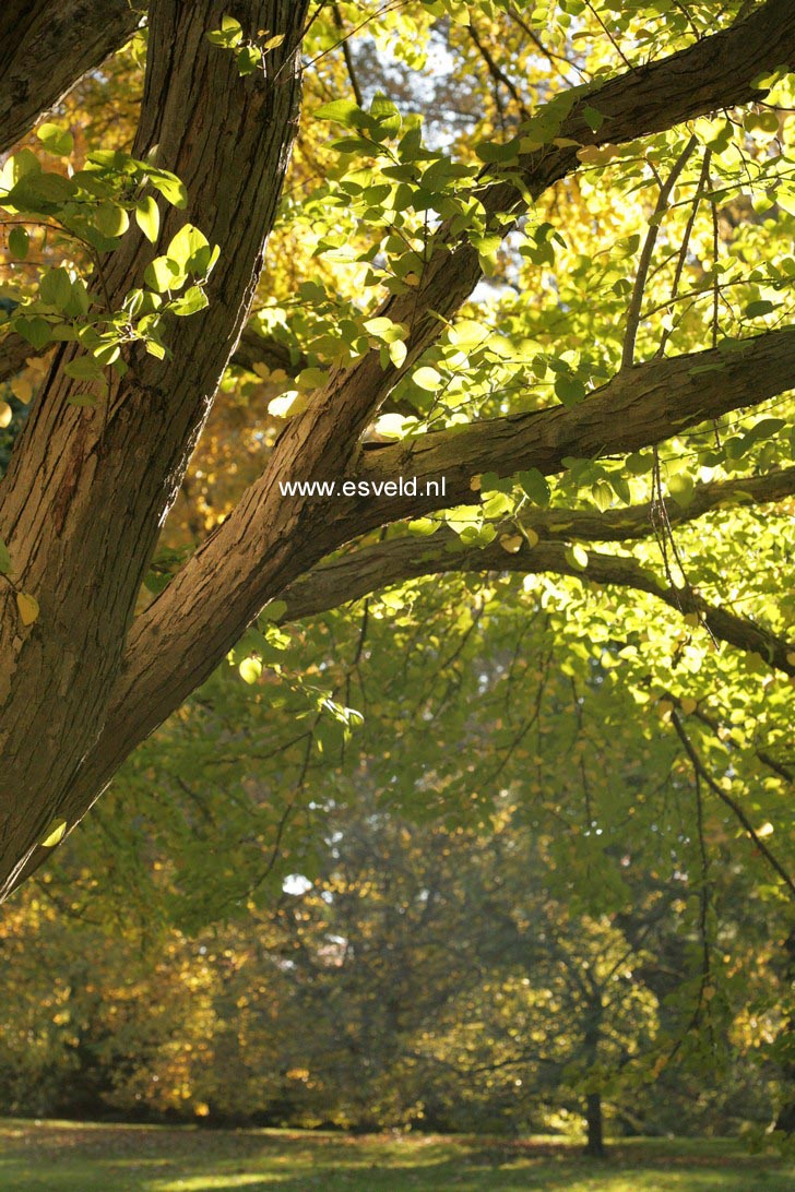 Cercidiphyllum japonicum