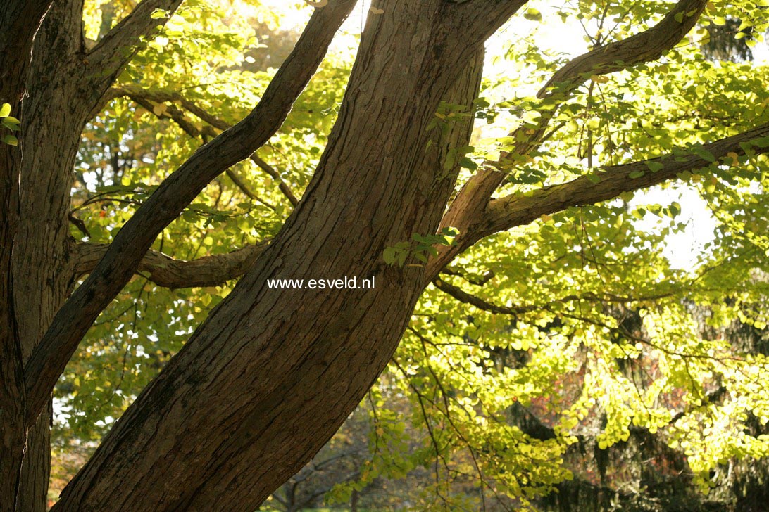 Cercidiphyllum japonicum