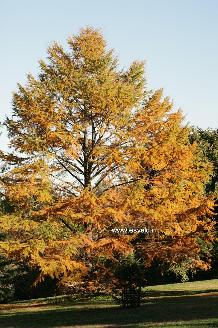 Larix kaempferi