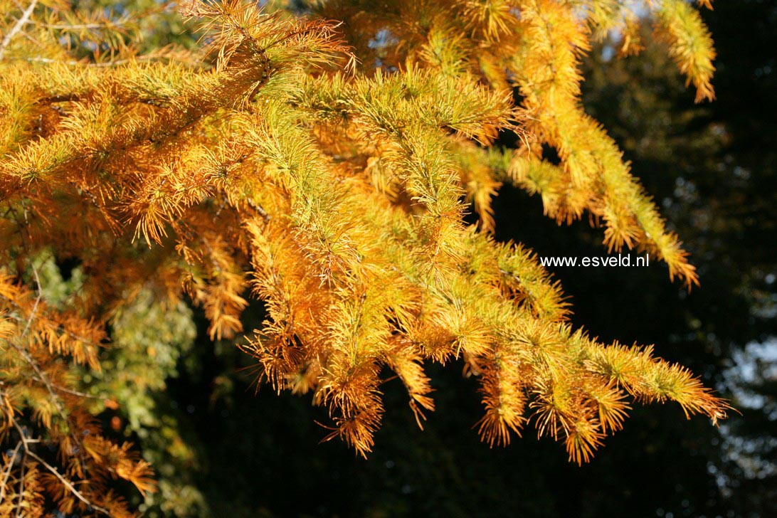 Larix kaempferi