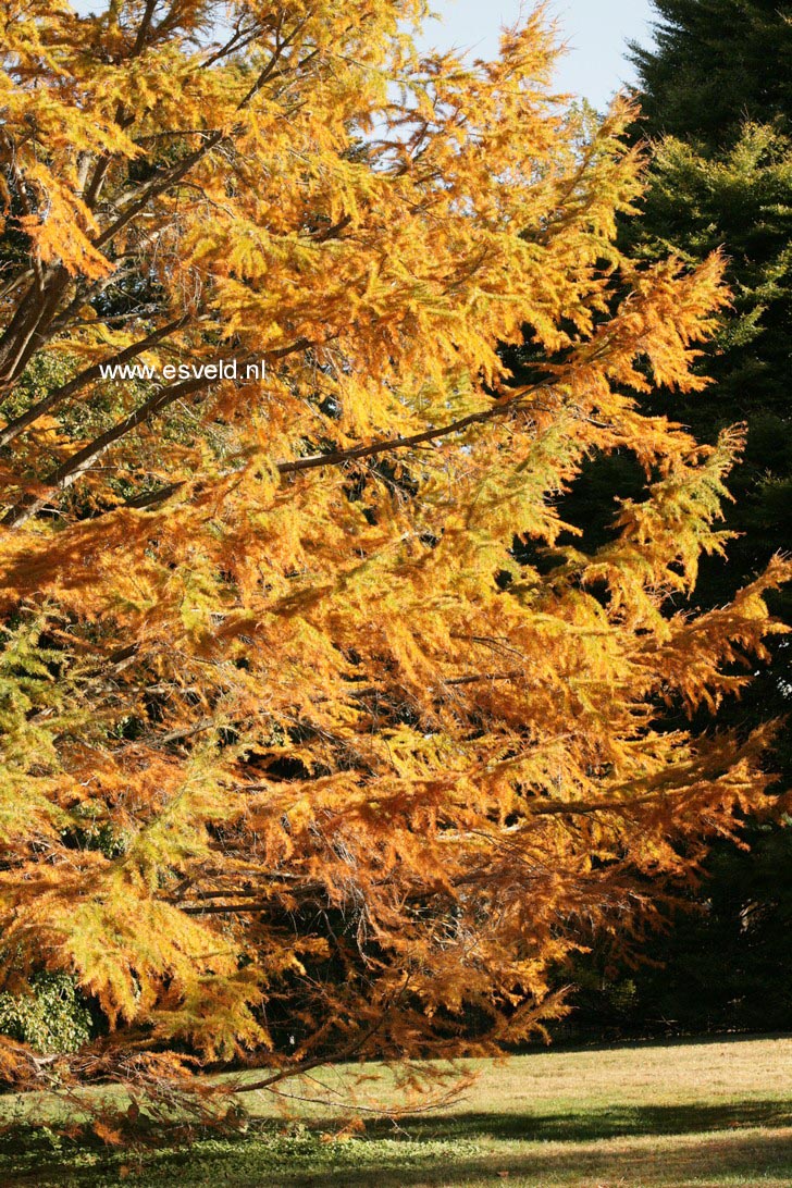 Larix kaempferi