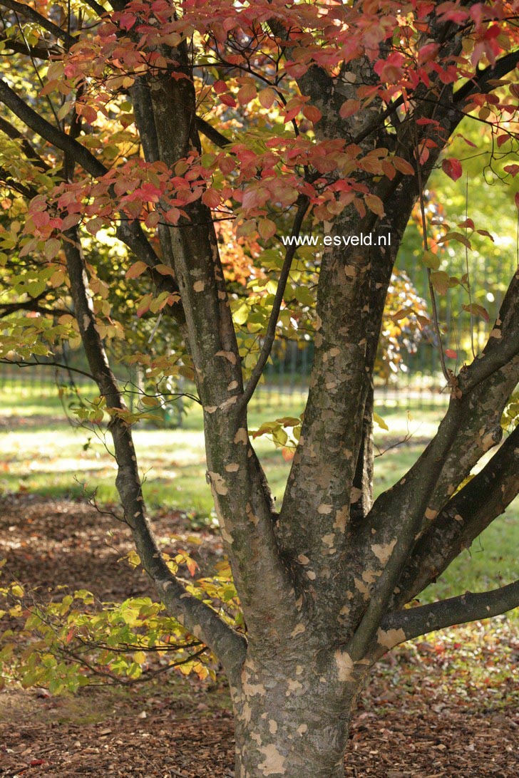 Cornus kousa