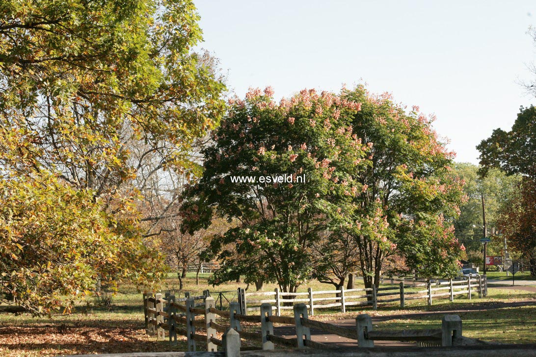 Koelreuteria paniculata