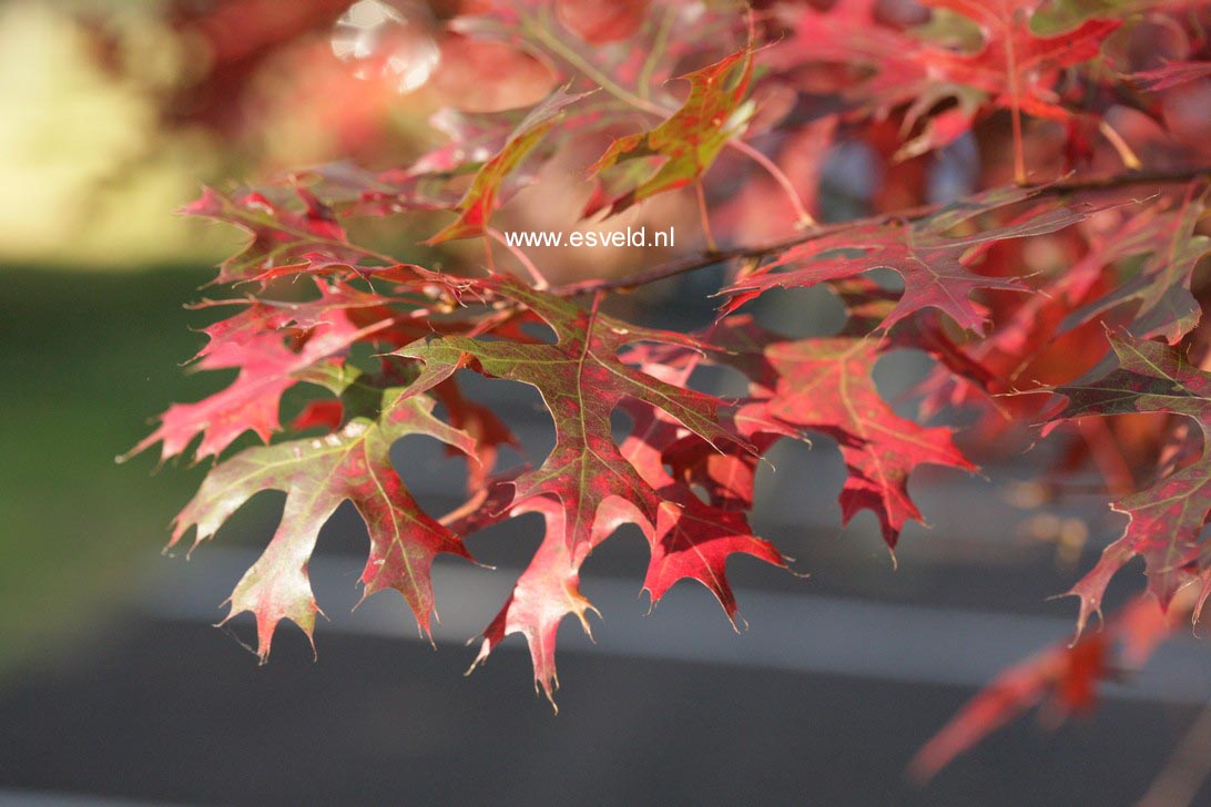 Quercus coccinea