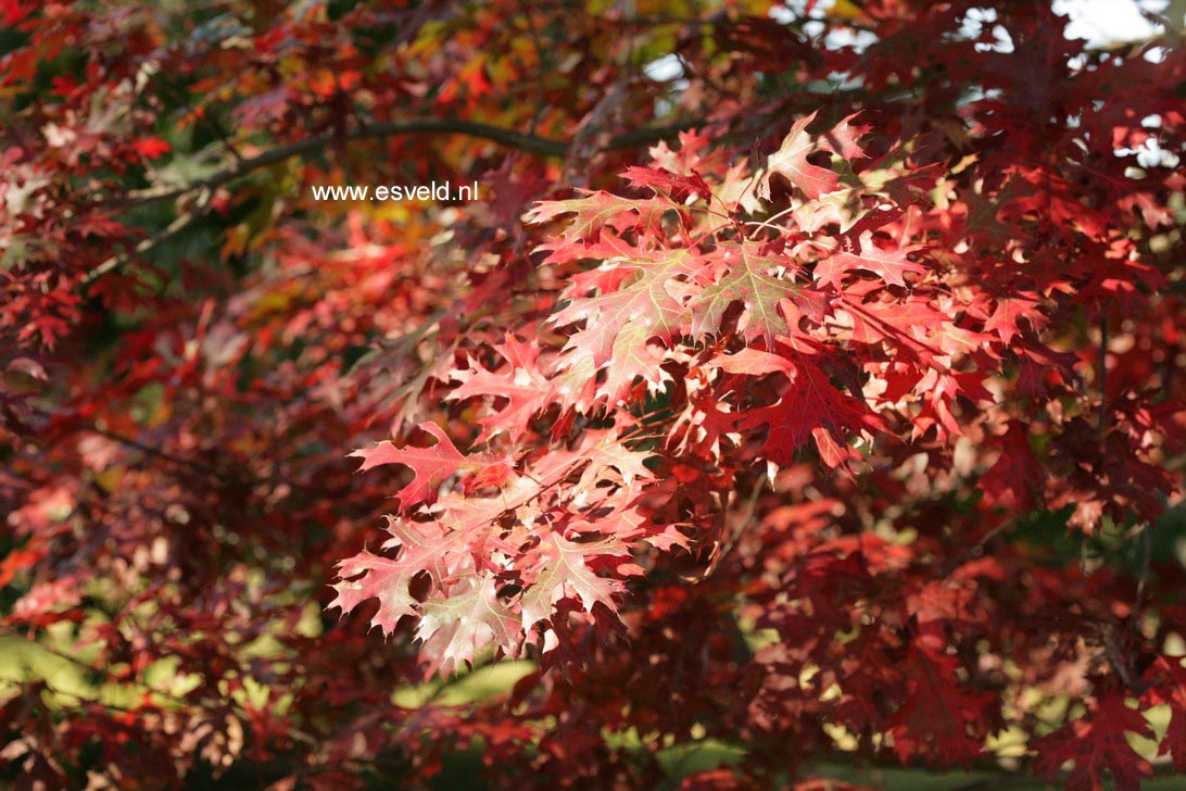 Quercus coccinea