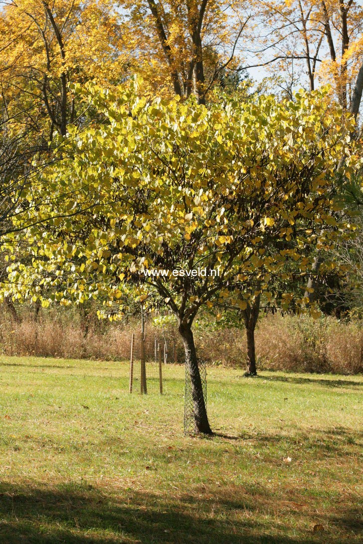 Cercis canadensis