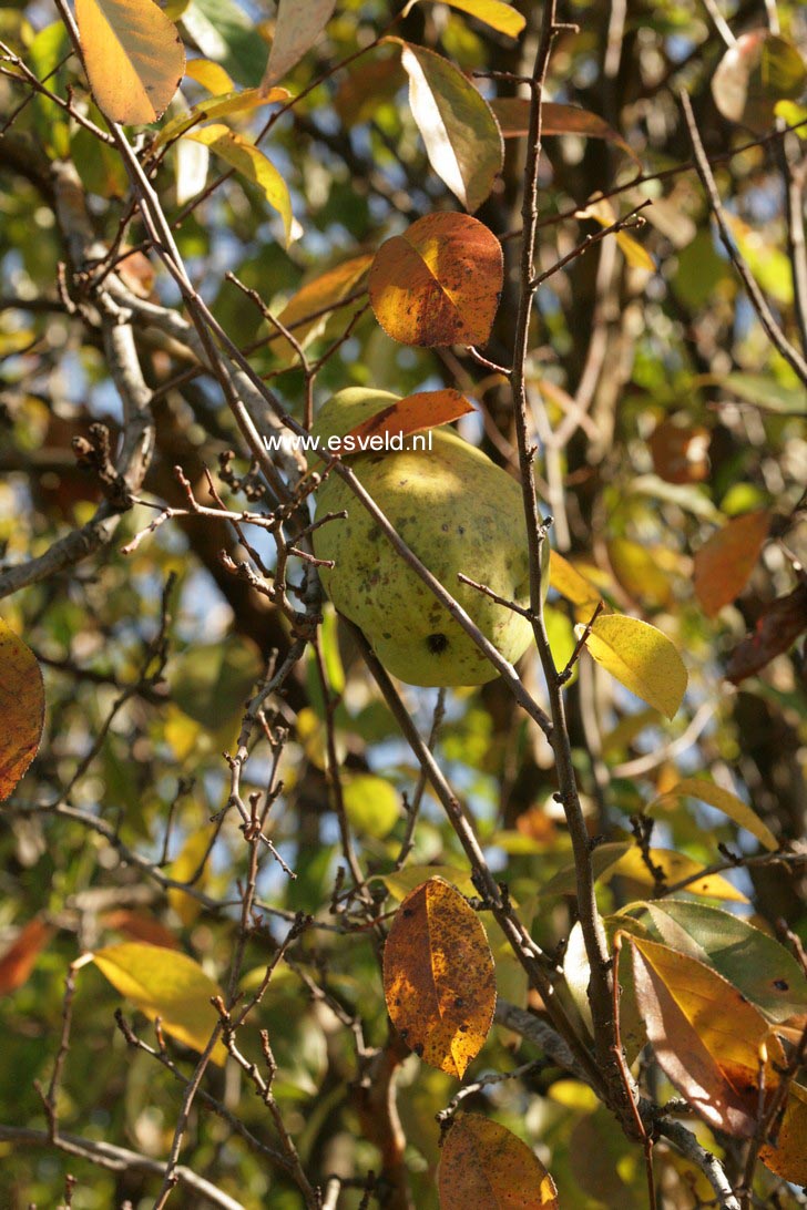 Pseudocydonia sinensis