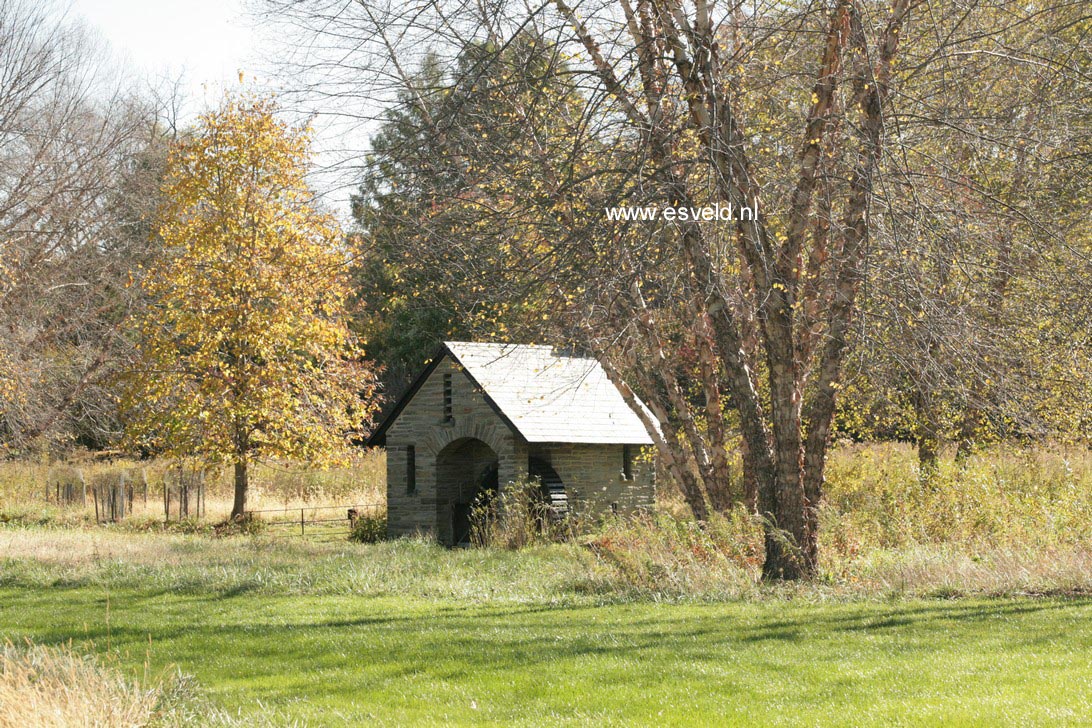 Betula nigra