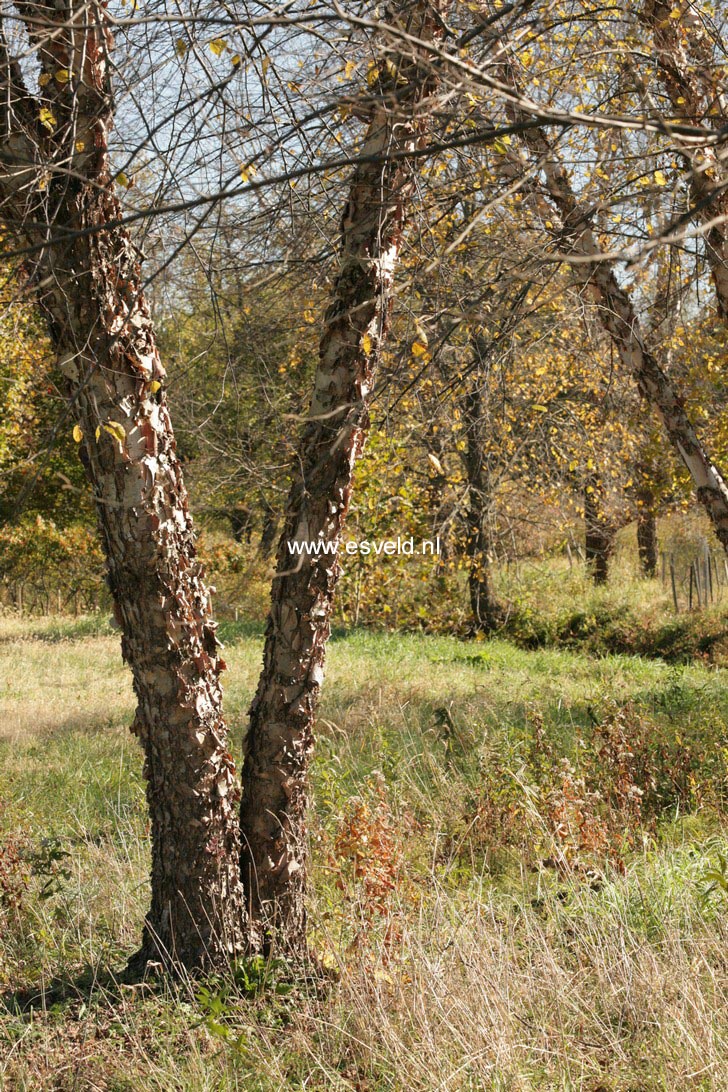 Betula nigra