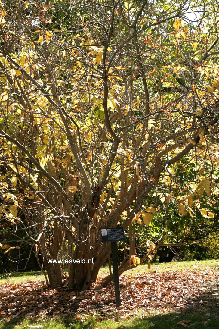 Chionanthus virginicus