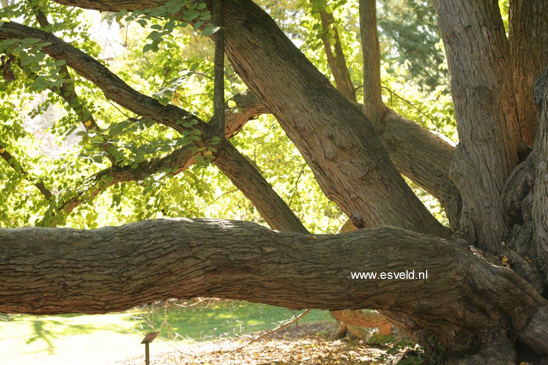 Cercidiphyllum japonicum