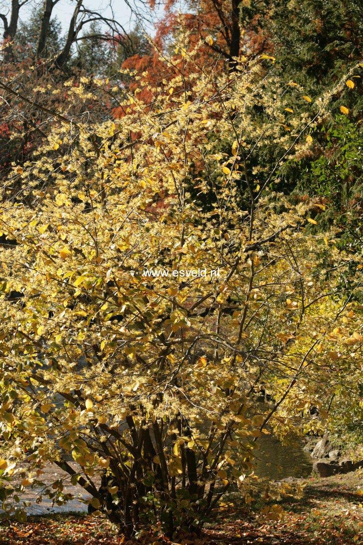 Hamamelis virginiana