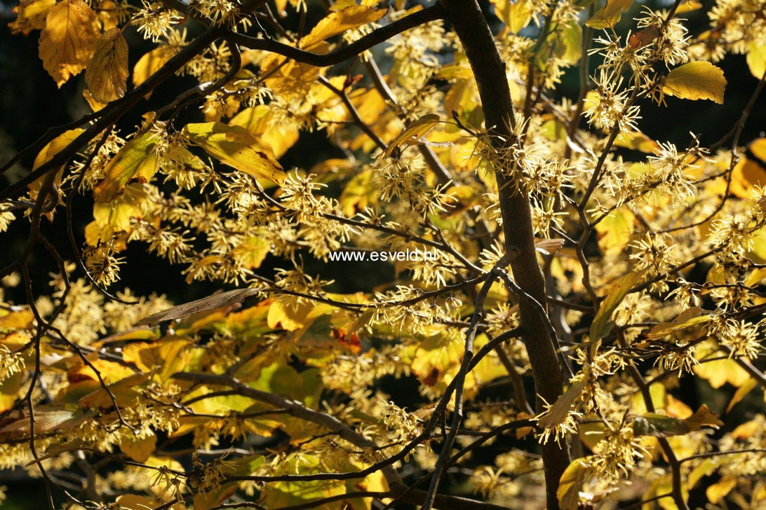 Hamamelis virginiana