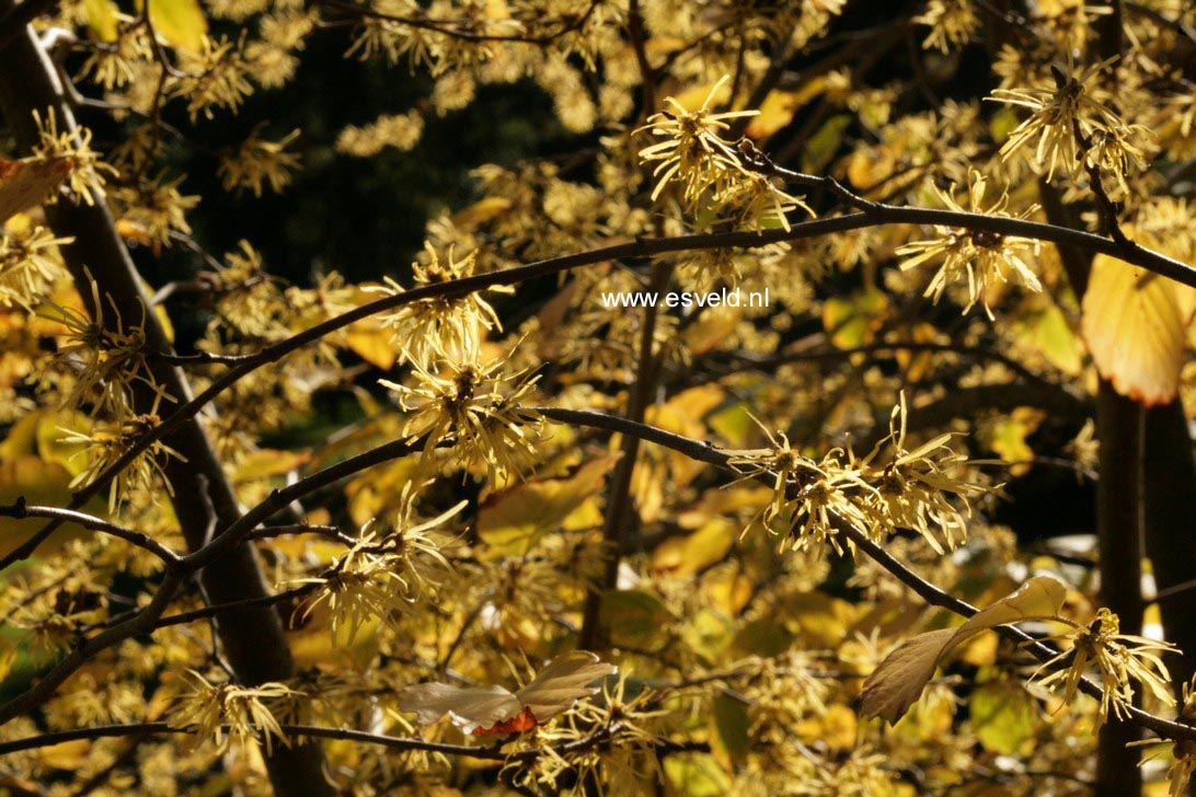 Hamamelis virginiana