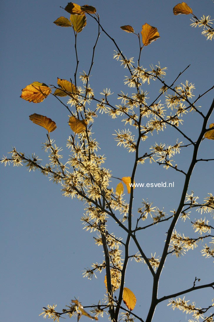 Hamamelis virginiana