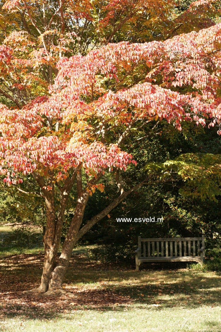 Cornus kousa