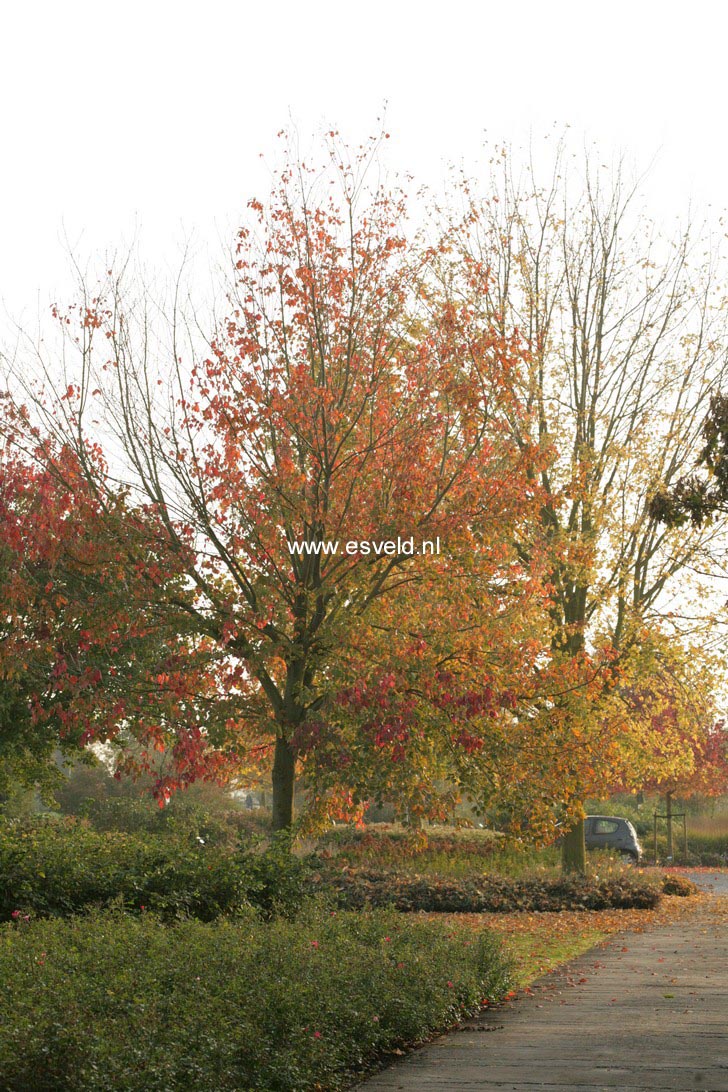 Acer rubrum 'Franksred' (RED SUNSET)