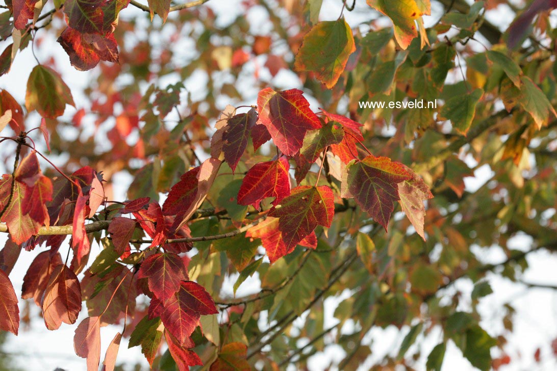 Acer rubrum 'Franksred' (RED SUNSET)