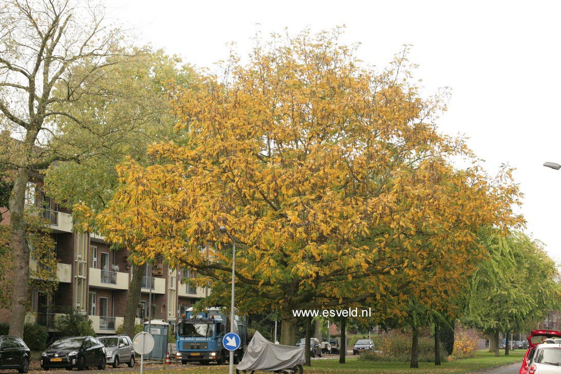 Pterocarya fraxinifolia