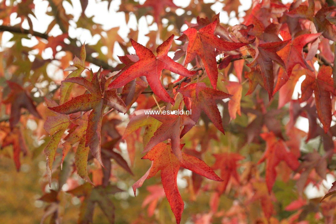 Liquidambar styraciflua 'Pendula'