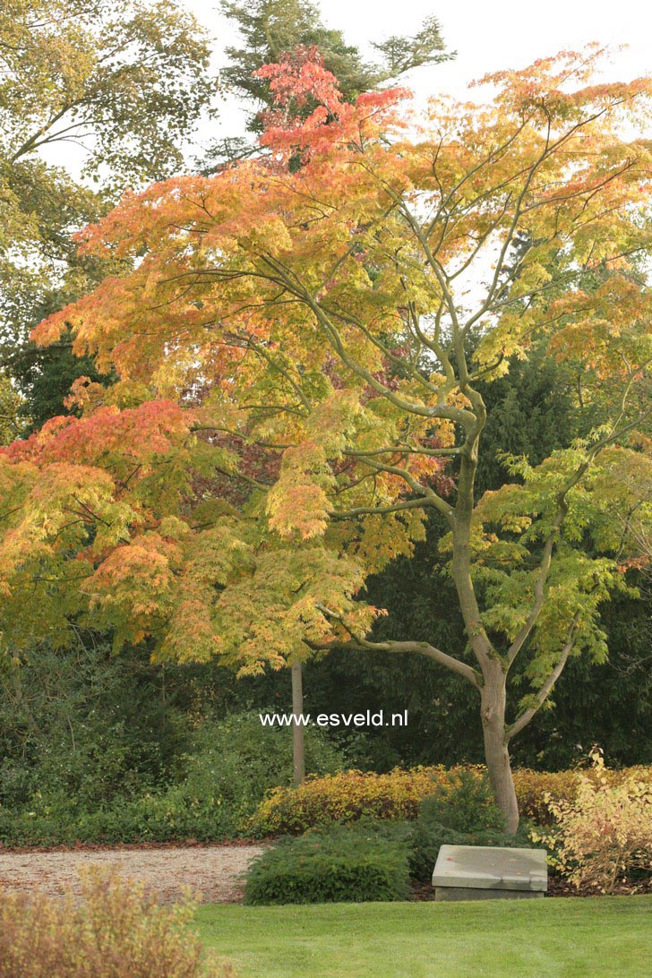 Acer palmatum ssp. matsumurae