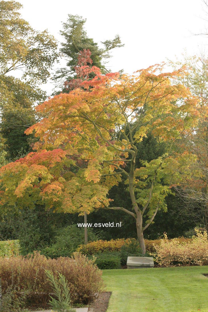 Acer palmatum ssp. matsumurae