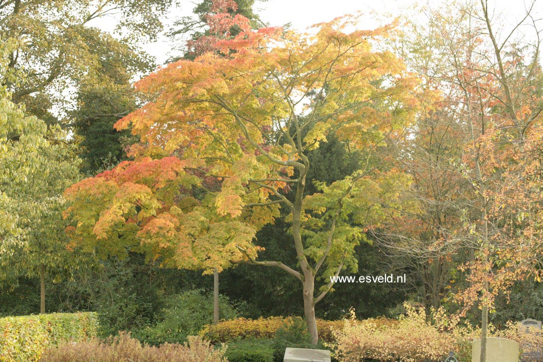 Acer palmatum ssp. matsumurae