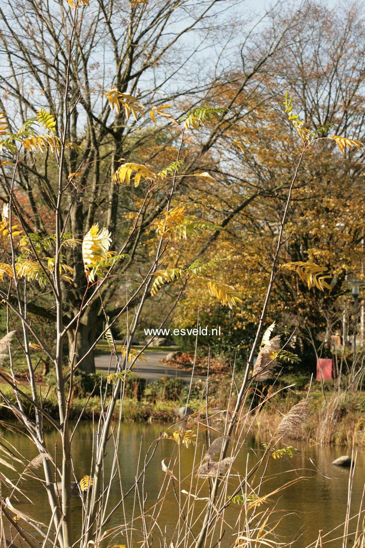 Pterocarya fraxinifolia