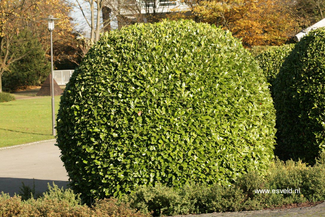 Prunus laurocerasus 'Rotundifolia'