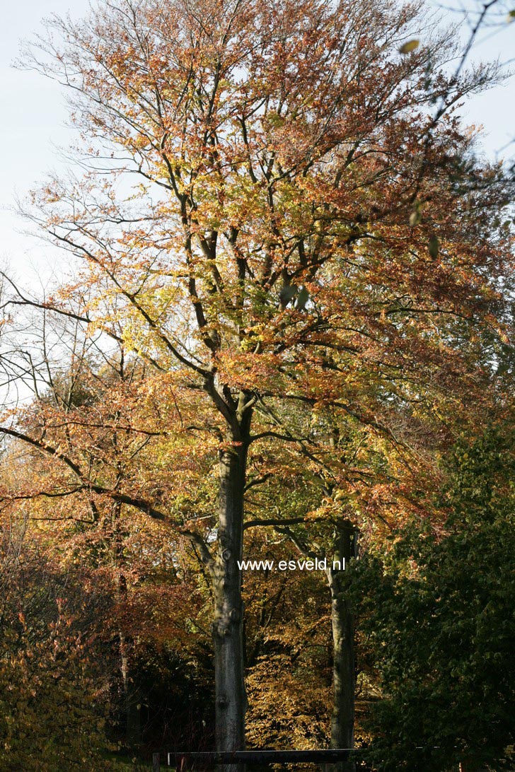 Fagus sylvatica