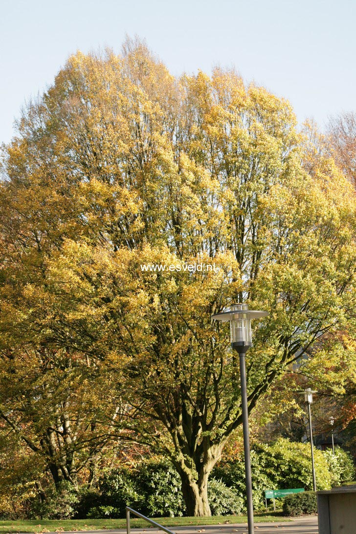 Carpinus betulus 'Fastigiata'