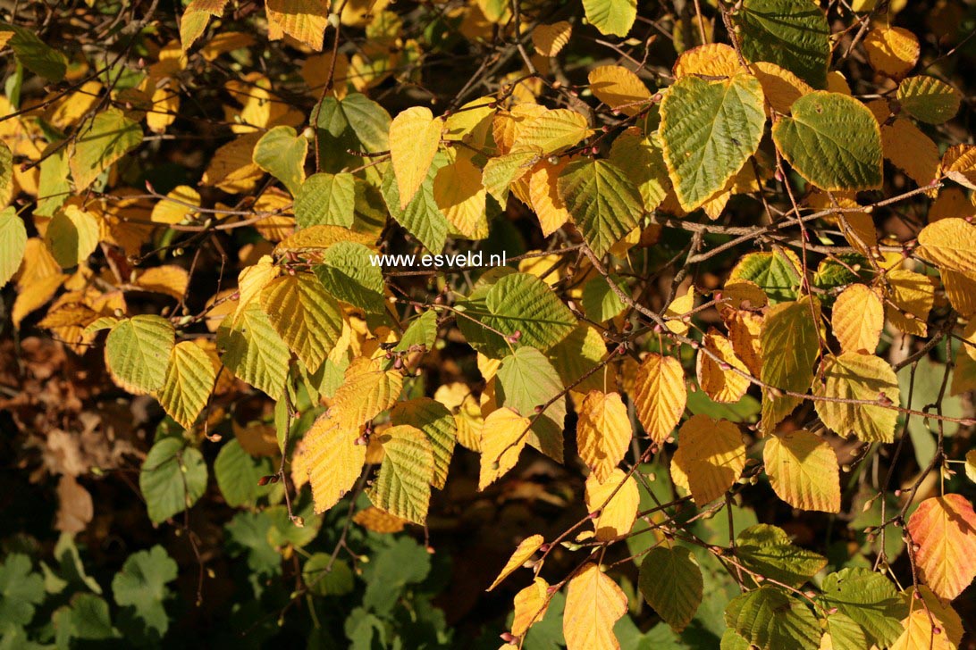 Corylopsis pauciflora