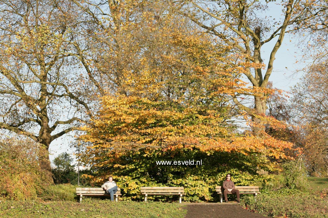 Parrotia persica