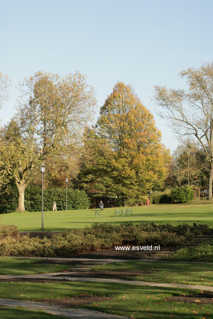 Carpinus betulus 'Fastigiata'