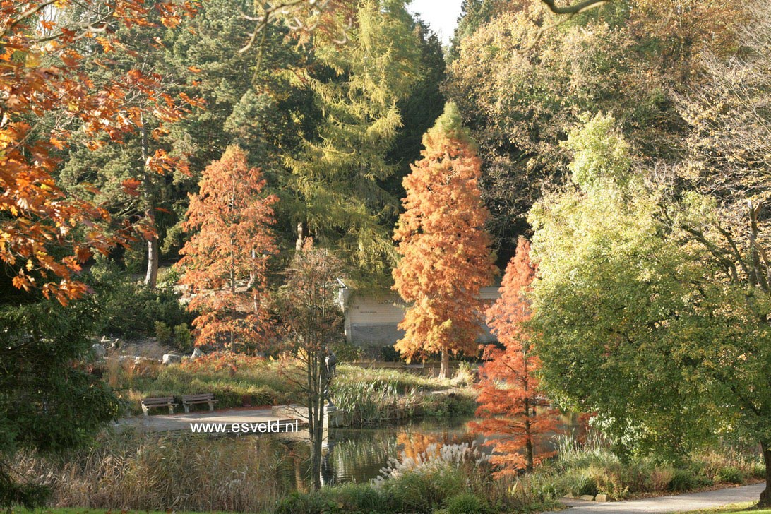 Taxodium distichum