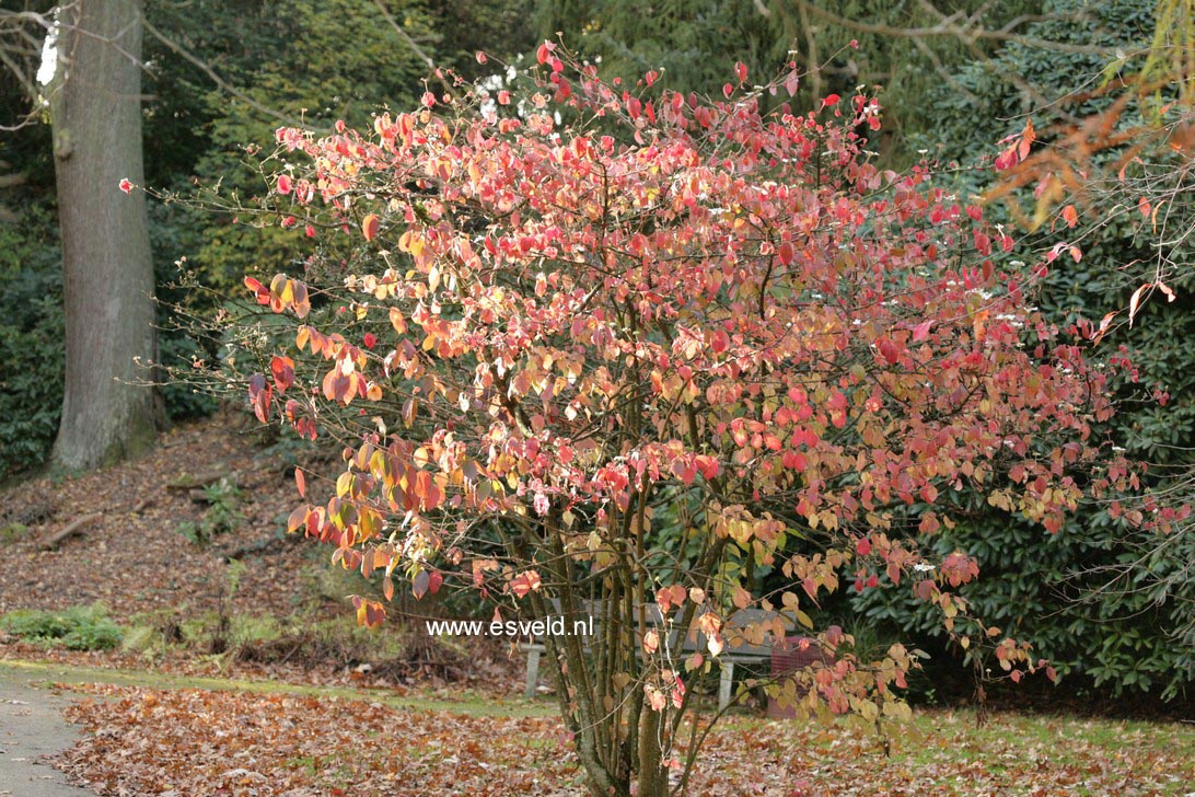 Viburnum plicatum