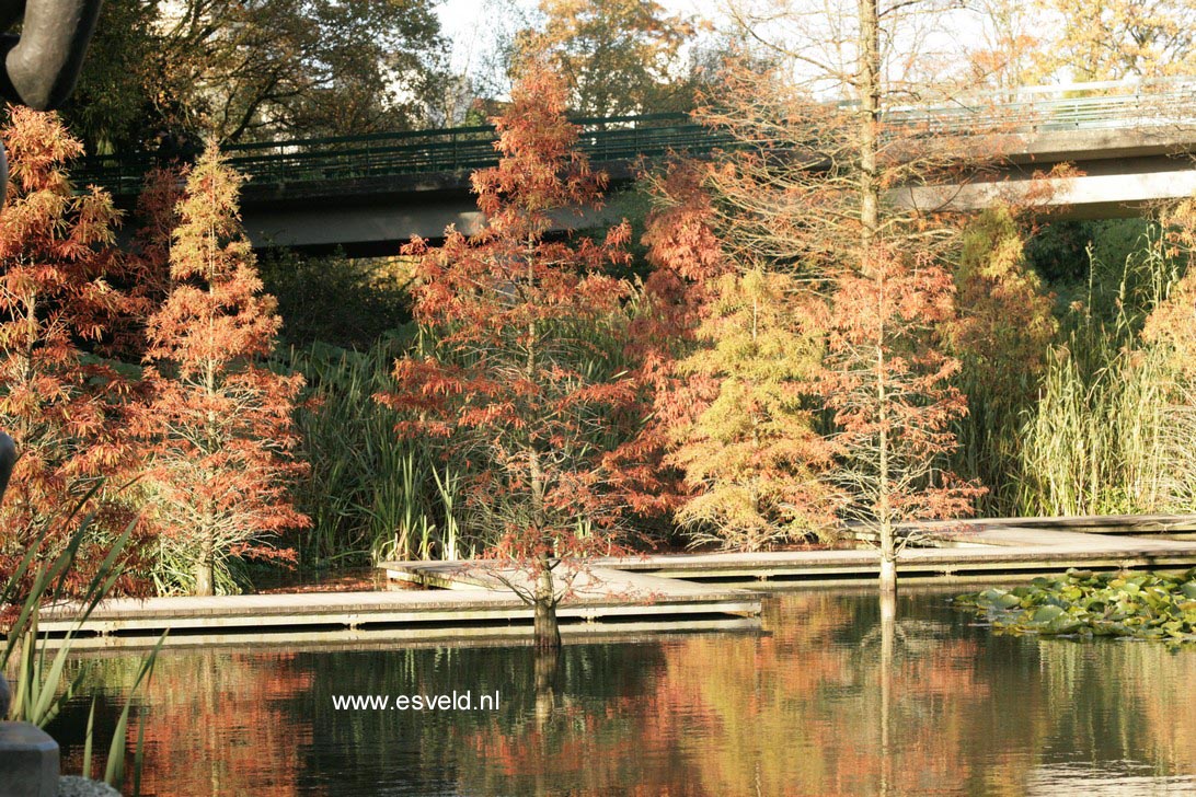 Taxodium distichum