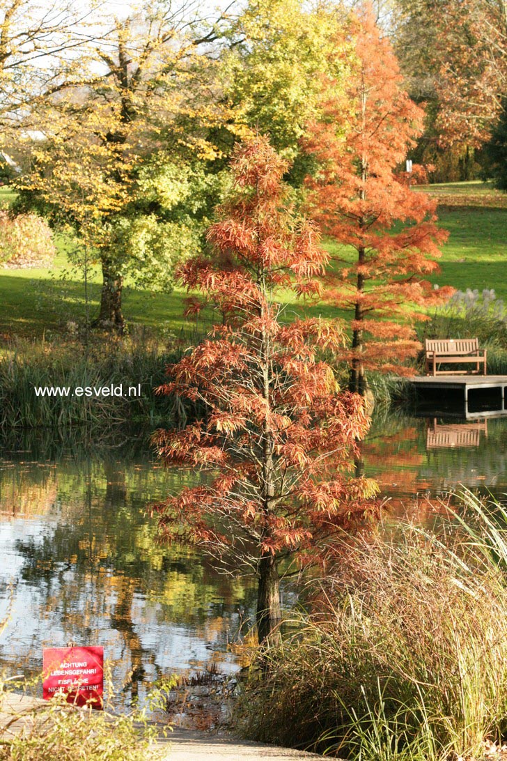 Taxodium distichum