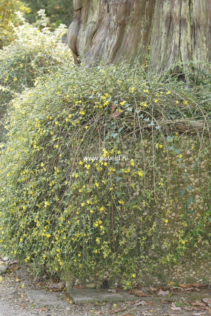 Jasminum nudiflorum