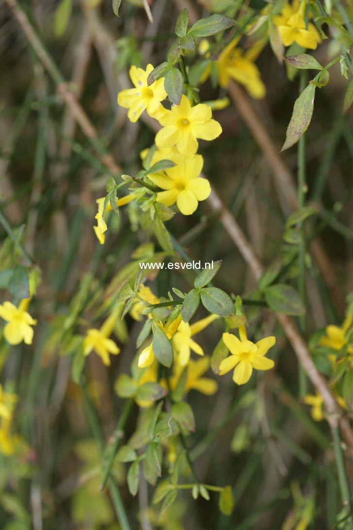 Jasminum nudiflorum