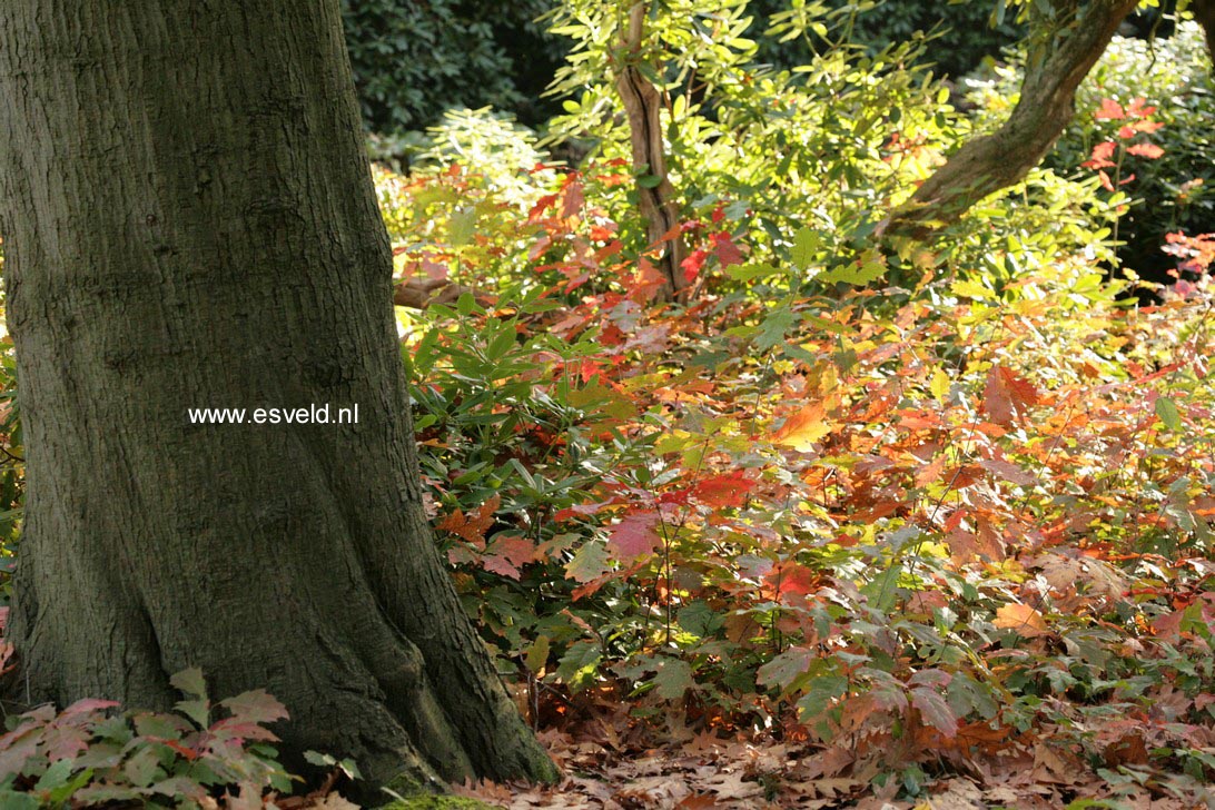 Quercus rubra