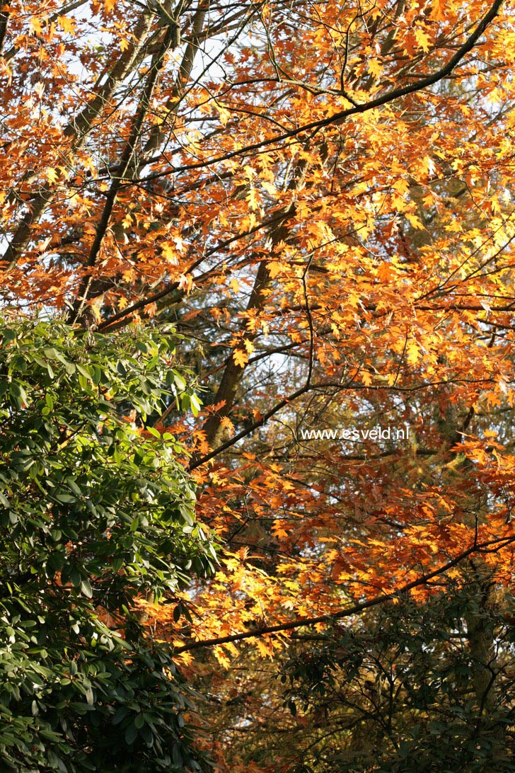 Quercus rubra