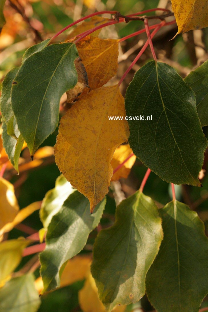 Actinidia arguta