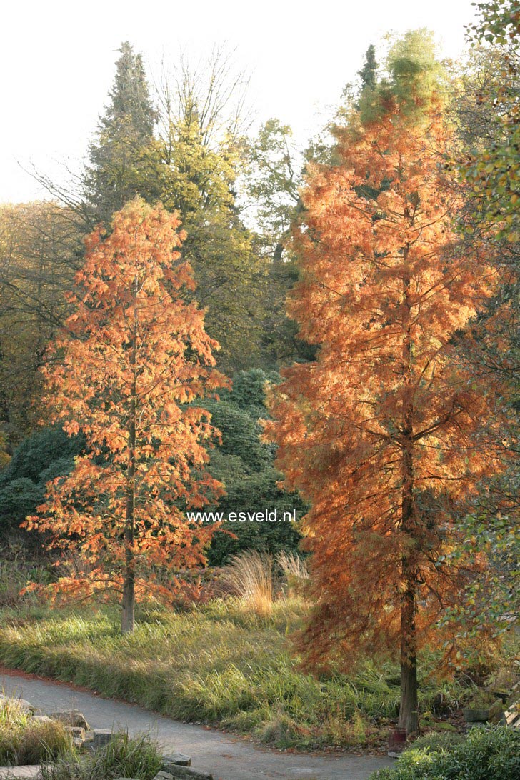 Taxodium distichum