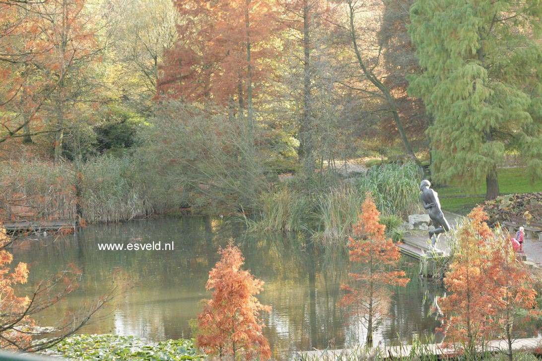 Taxodium distichum