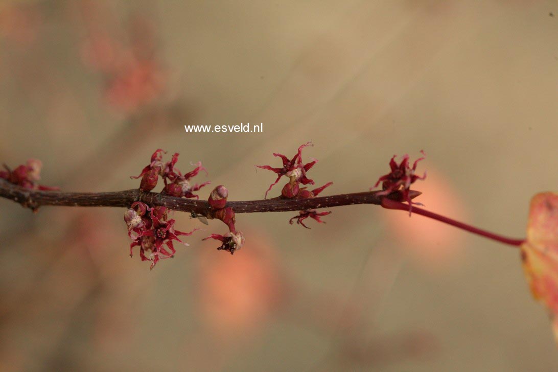 Disanthus cercidifolius 'Ena nishiki'
