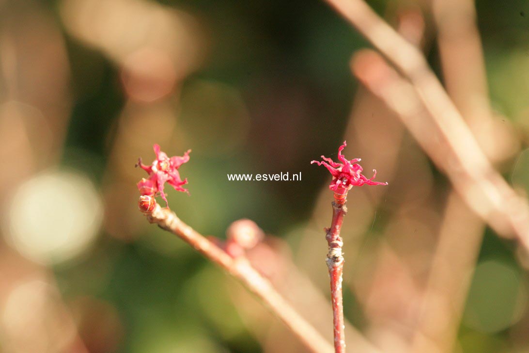 Disanthus cercidifolius