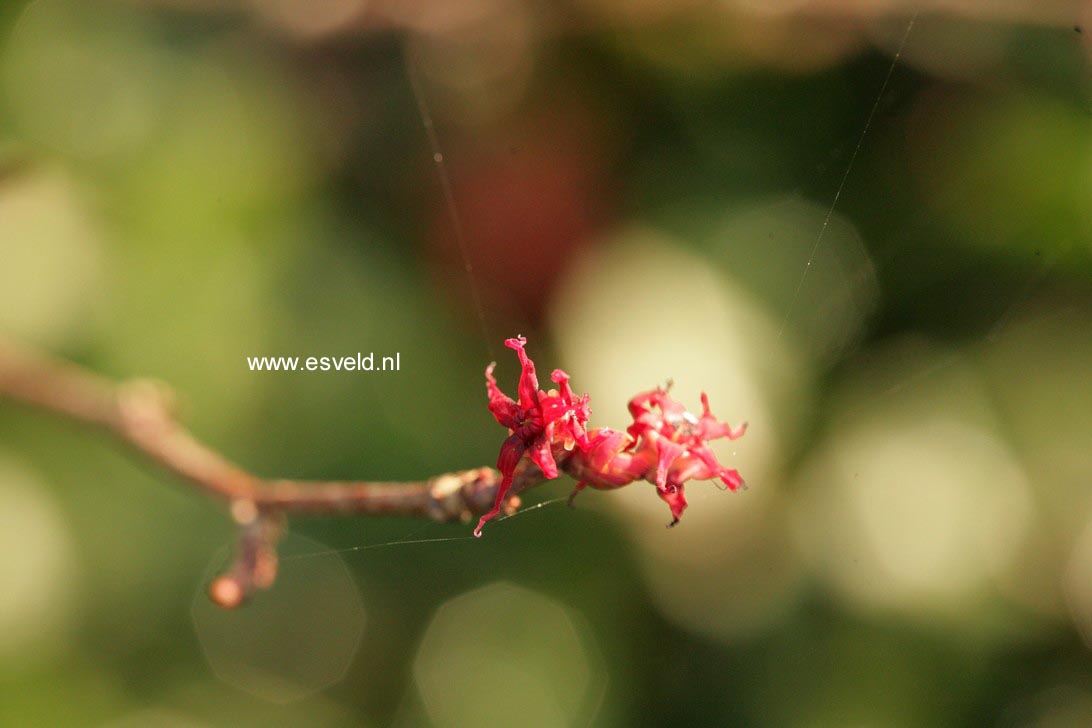 Disanthus cercidifolius