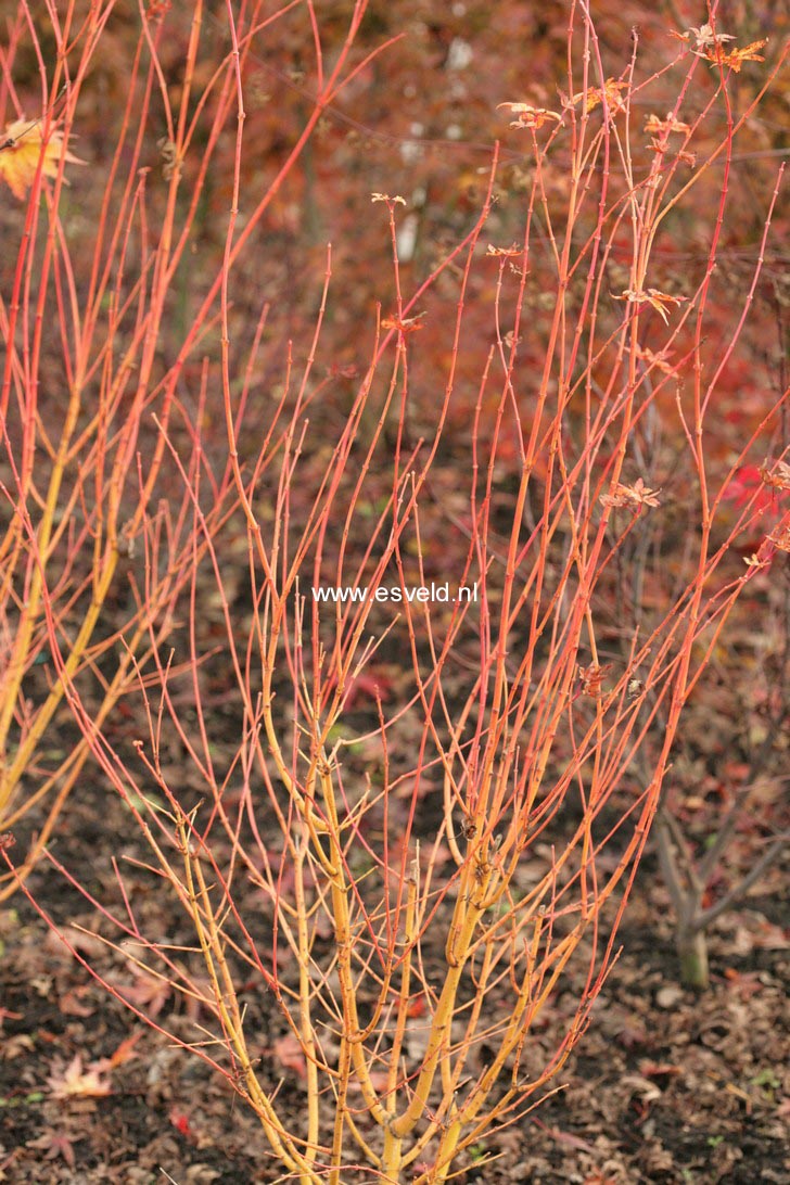 Acer palmatum 'Bi-hoo'